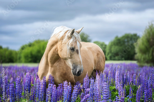 Fototapeta Naklejka Na Ścianę i Meble -  Portait of a Palomino horse among lupine flowers.