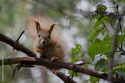 squirrel