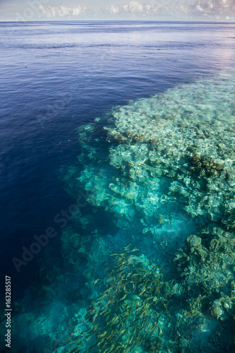 Fototapeta Naklejka Na Ścianę i Meble -  Dramatic Coral Reef Drop Off in Wakatobi National Park