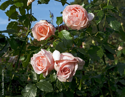 Chandos beauty climbing rose photo