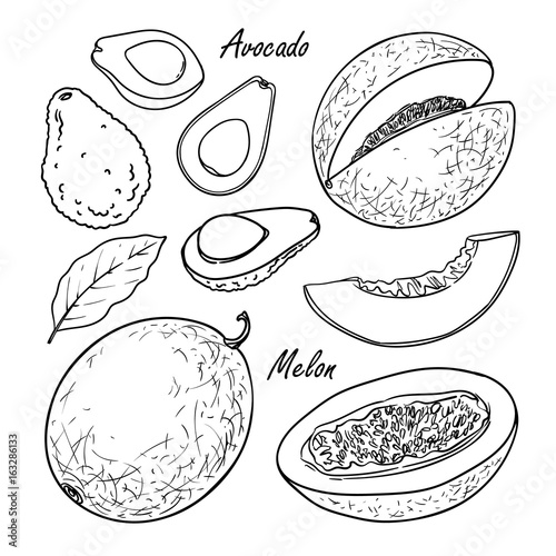 Set of vector fruits: avocado, melon. Hand drawn collection for design, isolated on white. Black lines sketch