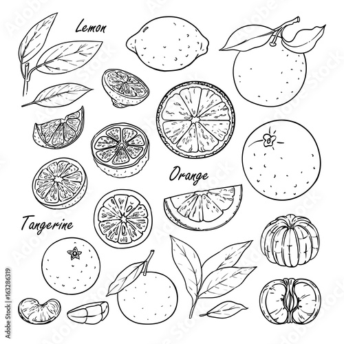 Set of vector citrus fruits: lemon, orange, tangerine. Hand drawn collection for design, isolated on white. Black lines sketch