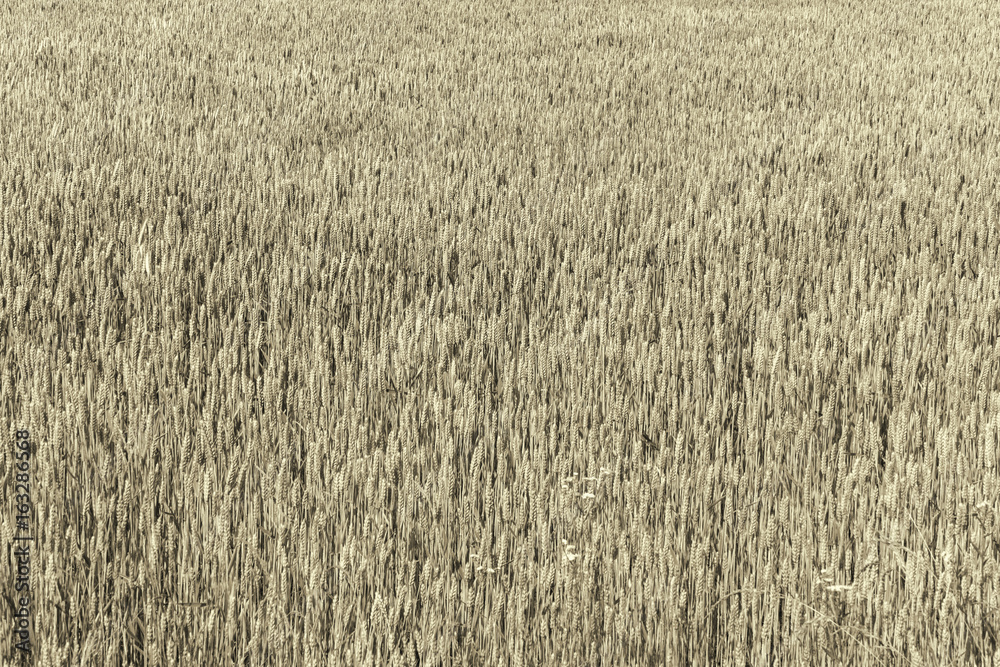 Fototapeta premium golden ears of corn texture, spikes of wheat background