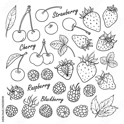 Set of vector fruits and berries: cherry, strawberry, raspberry, blackberry. Hand drawn collection for design, isolated on white. Black lines sketch