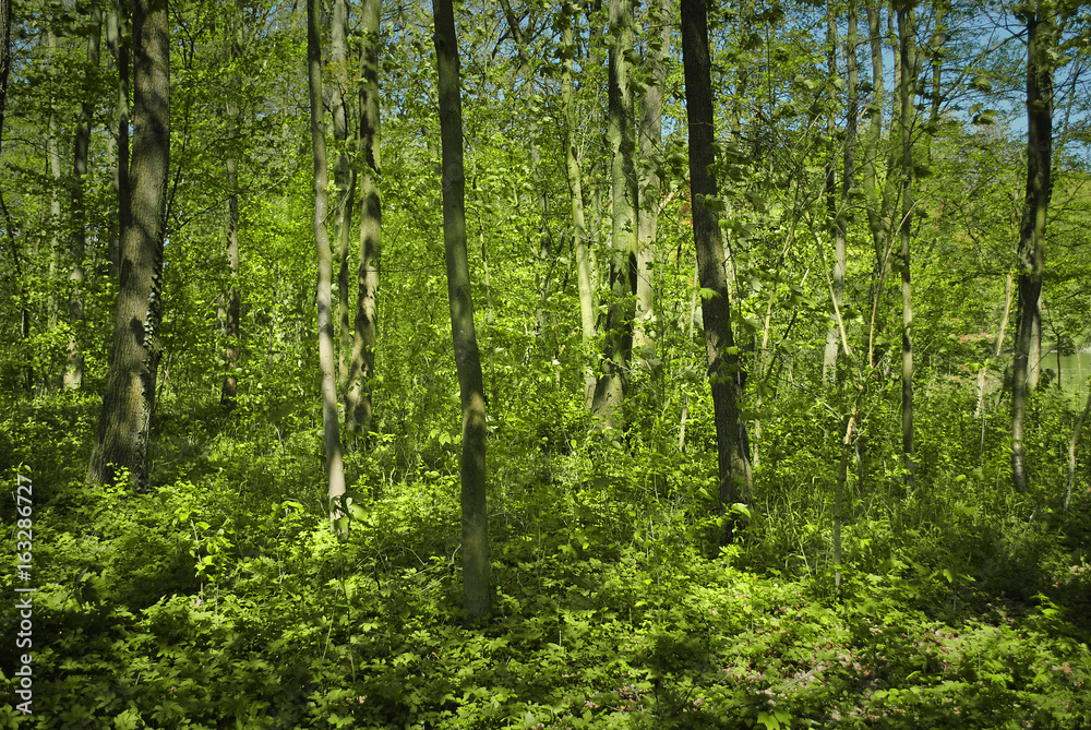 Fototapeta premium Junger Wald und Jungbäume