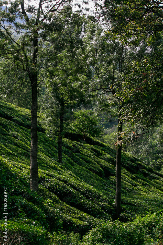 Obraz premium Munnar Landscape