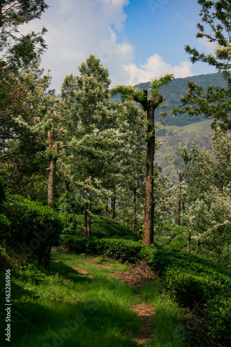 Munnar Landscape