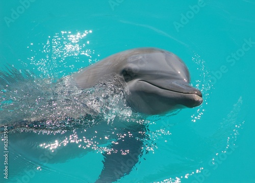 Baby dolphin 