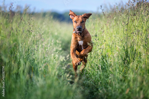 Fototapeta Naklejka Na Ścianę i Meble -  Rhodesian ridgeback running towards the photographer.