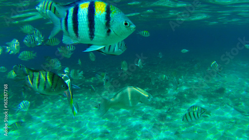 tropical fish swimming