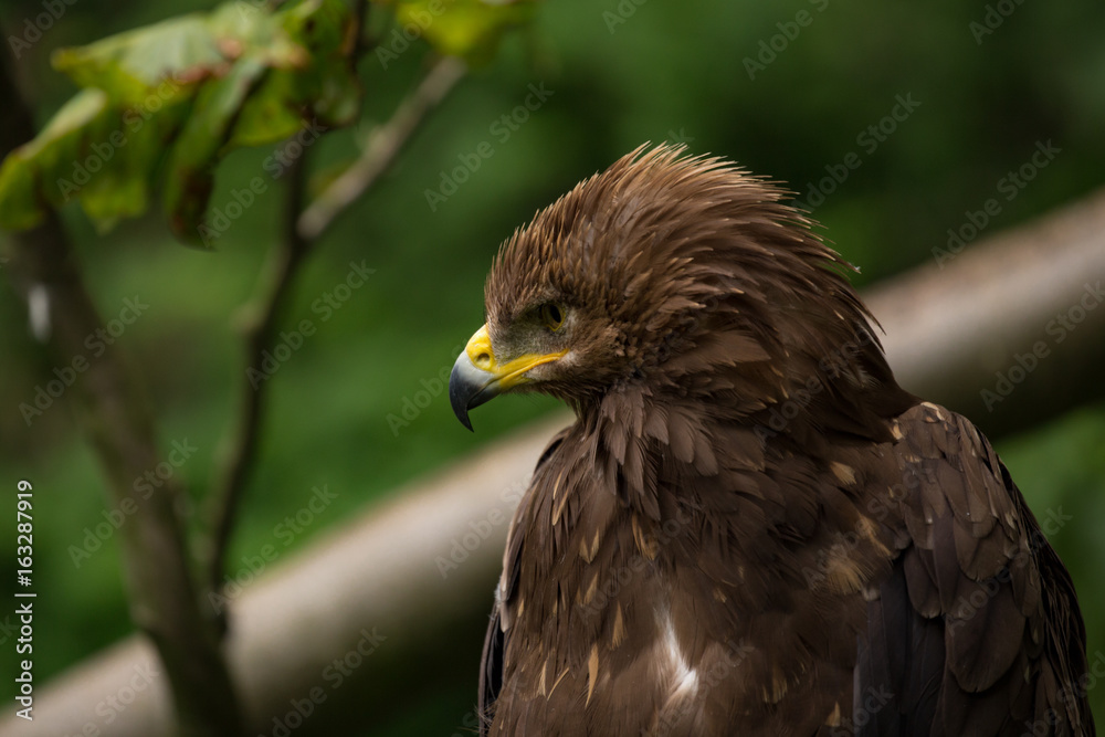Obraz premium Lesser Spotted Eagle
