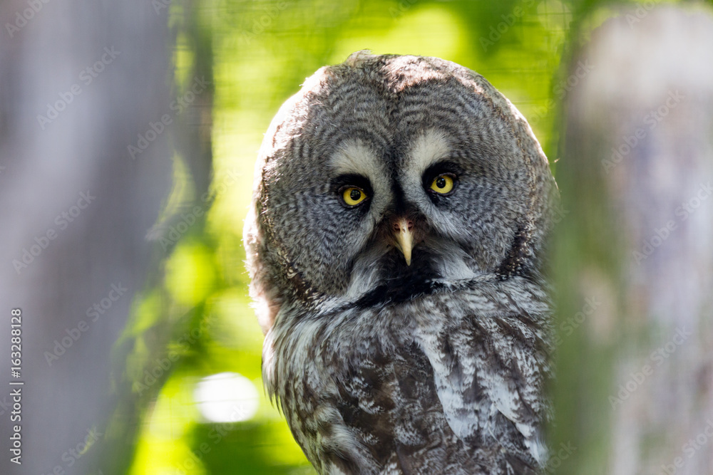 Fototapeta premium Great grey owl