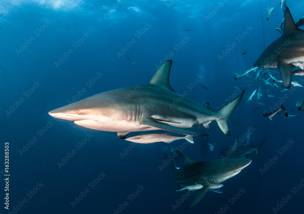 Blacktip Shark Blacktip Shark