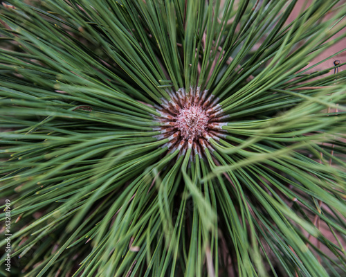 Pine-Needles
