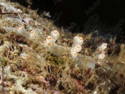 Nudibranch Bornella cf. adamsii photo