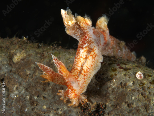 Nudibranch Bornella stellifer photo