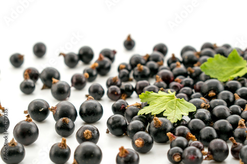 Black currant with leaves on a white