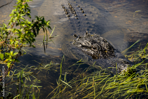 aligators in swamp water