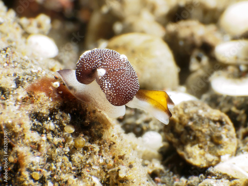 Nudibranch Colpodaspis sp. photo