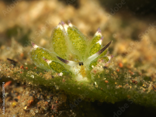 Nudibranch Costasiella kuroshimae
