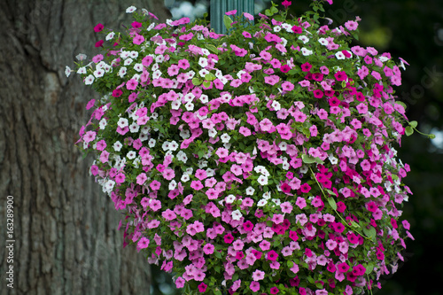 hanging plant baskets of colors