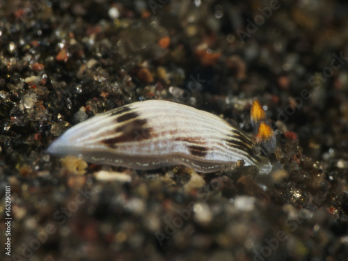 Nudibranch Dermatobranchus sp. photo