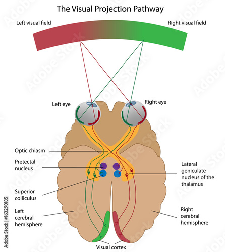 The visual projection pathway photo