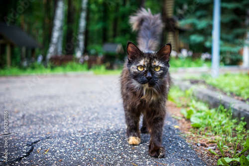 cat on asphalt in garden