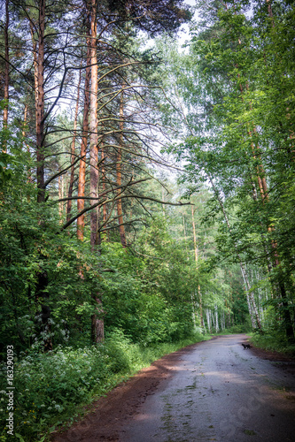 cat on road in forest