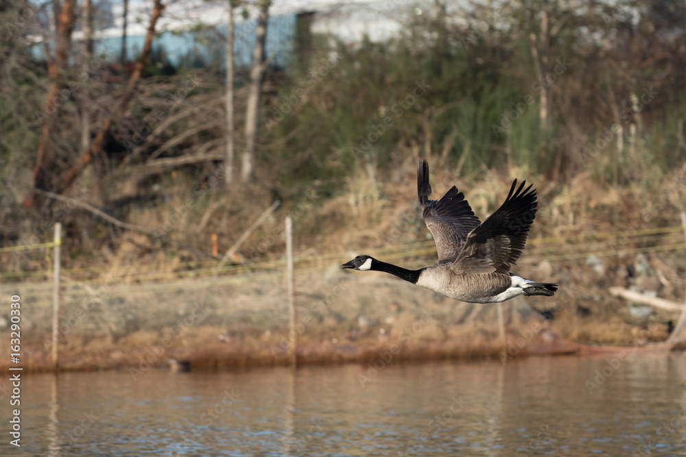 geese geese