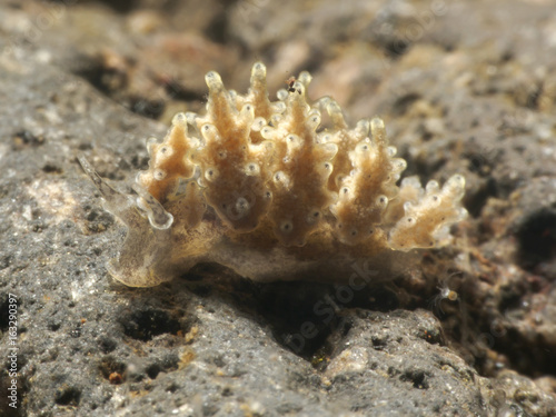 Nudibranch Doto sp. photo