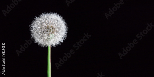 Fluffy dandelion isolated