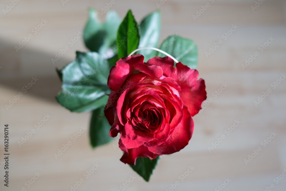 Rose. Slovakia Rose. Slovakia