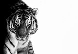 tiger eyes black and white