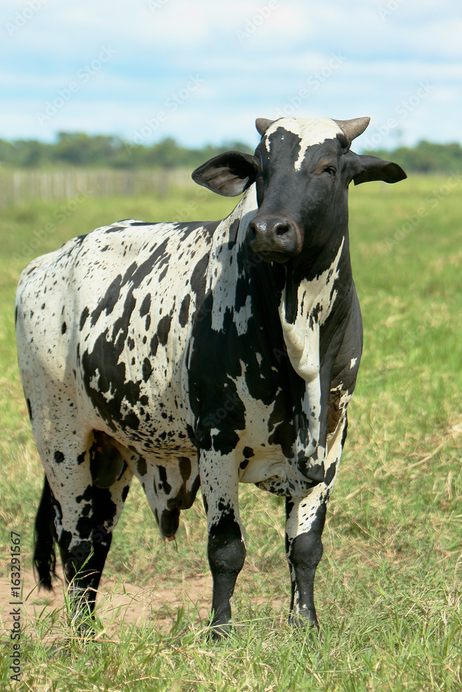 Fazenda Jauquara MT