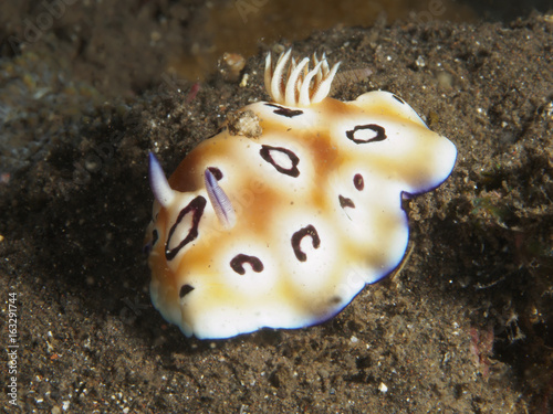 Nudibranch Goniobranchus leopardus photo