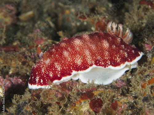 Nudibranch Goniobranchusvreticulatus