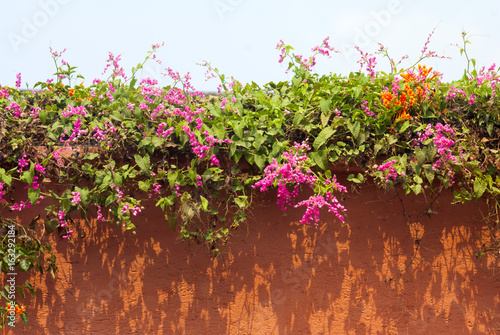 Flower on wall colonial house in Guatemala