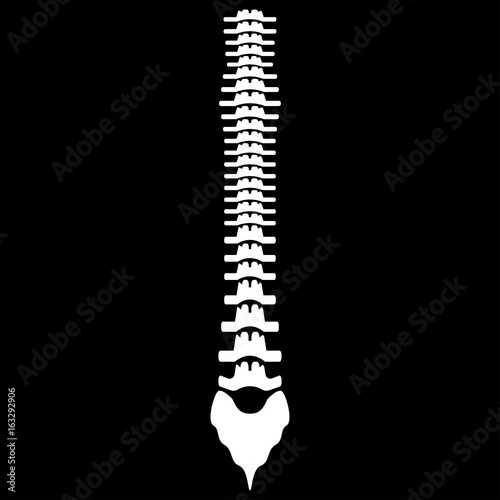 Human spine  the white color icon .