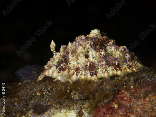 Nudibranch Miamira miamirana photo
