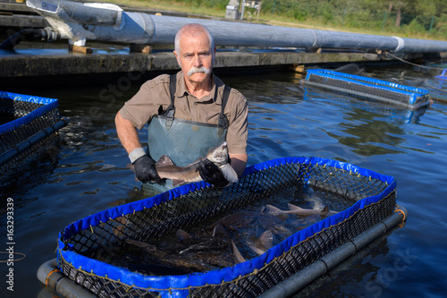 Foto Senior man in water with contained enclosure of fish
