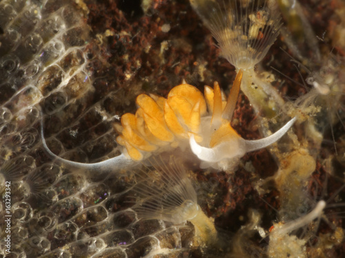 Nudibranch Moridilla brockii photo