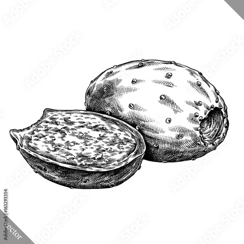 Engrave isolated prickly pear hand drawn graphic vector illustration