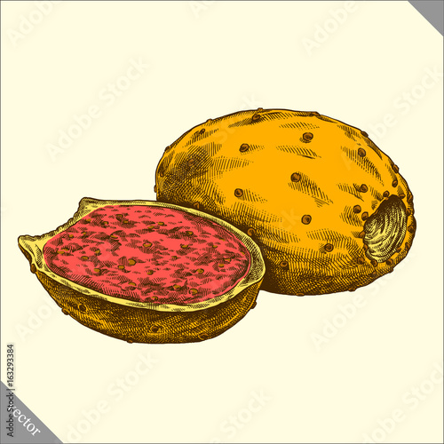 Engrave isolated prickly pear hand drawn graphic vector illustration