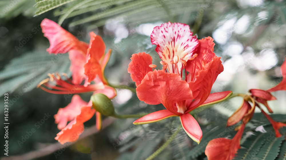 Flamboyant or Delonix Regia in a tropical garden. Beautiful tropical Royal Poinciana Tree (Delonix Regia) Flame Tree or Peacock Flower Flamboyant or Delonix Regia in a tropical garden. Beautiful tropical Royal Poinciana Tree (Delonix Regia) Flame Tree or Peacock Flower