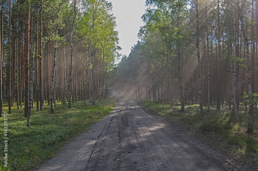 Naklejka premium Zakurzona leśna droga.
