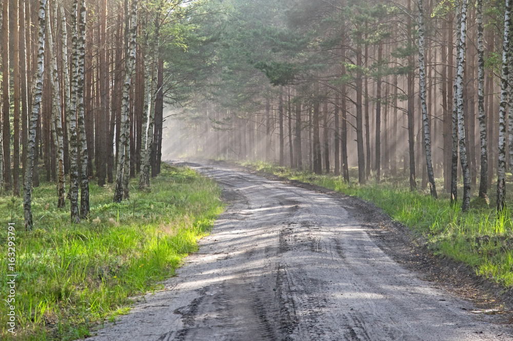 Obraz premium Zakurzona leśna droga.