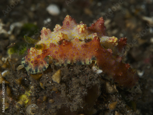 Nudibranch Phyllidiopsis cardinalis photo