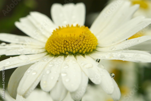 closeup White Daisy flowers under the rain with water drop  dew. Chamomile macro