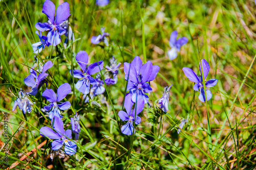 Bunch of beautiful purple dog-violets in grass